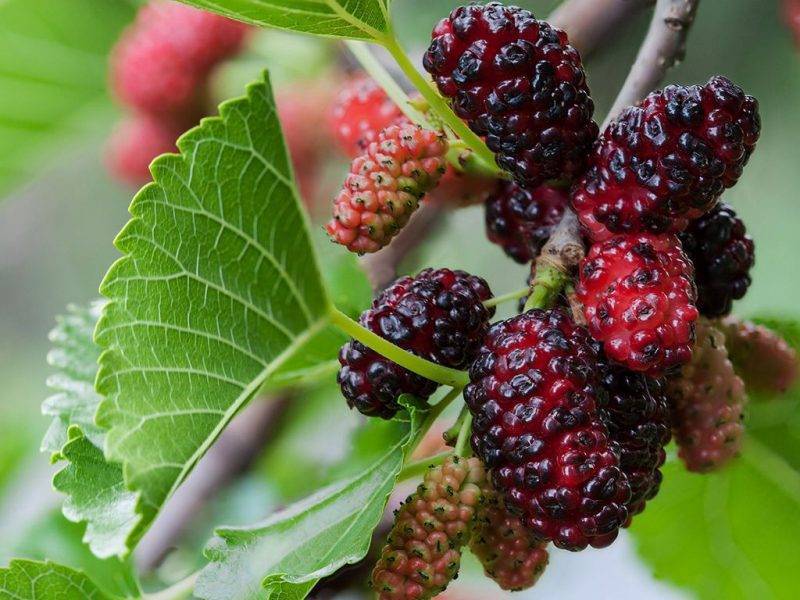 Шелковица купить саженцы из питомнике в Каменск-Уральском