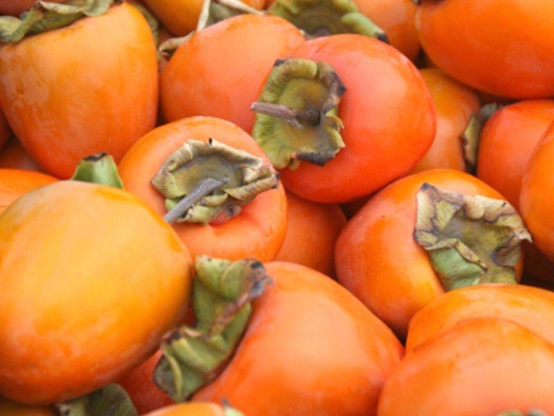 Хурма купить саженцы из питомника в Каменск-Уральском