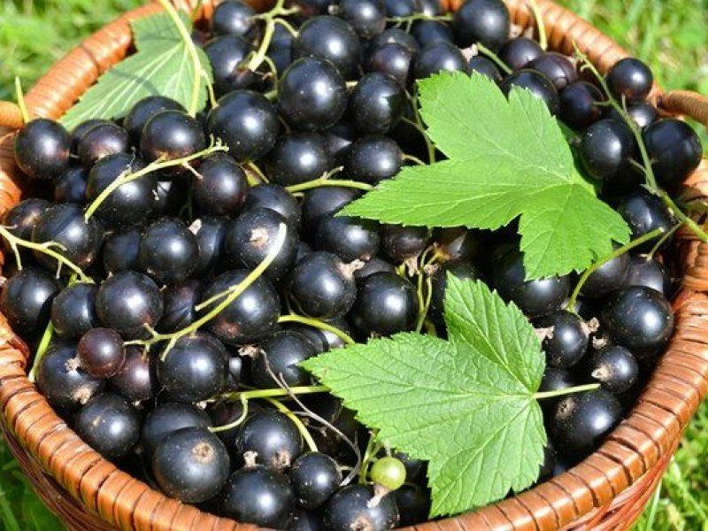 Смородина купить саженцы из питомника в Каменск-Уральском