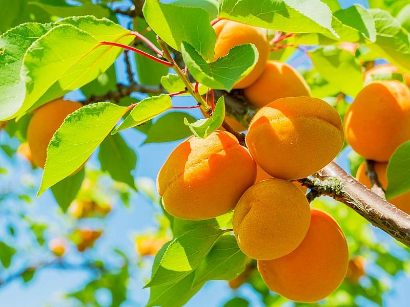 Абрикос купить саженцы из питомнике в Каменск-Уральском