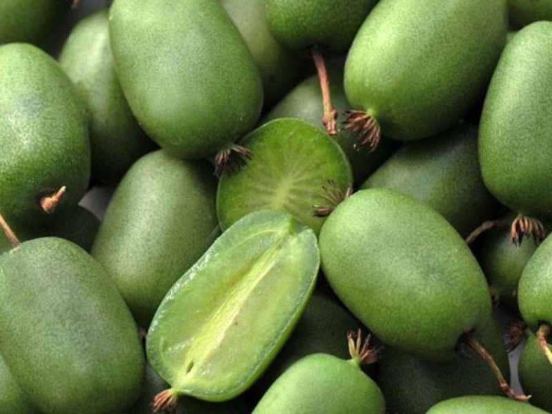 Актинидия купить саженцы из питомнике в Каменск-Уральском
