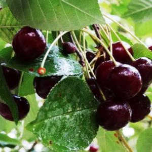 Черешня "ТЕРЕМОШКА"