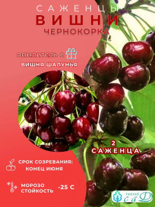 Вишня Чернокорка и опылитель Шалунья 2 саженца